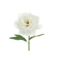 Művirág – Pünkösdi Rózsa, fehér