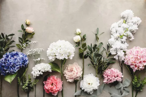 Művirág – Pünkösdi Rózsa, halvány rózsaszín